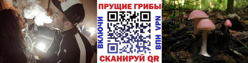 даркнет официальный сайт  Северская  Галлюциногенные грибы MAGIC MUSHROOMS 